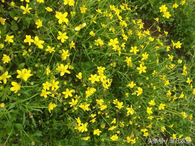 猫爪草的抗癌功效 展途猫爪草 知乎