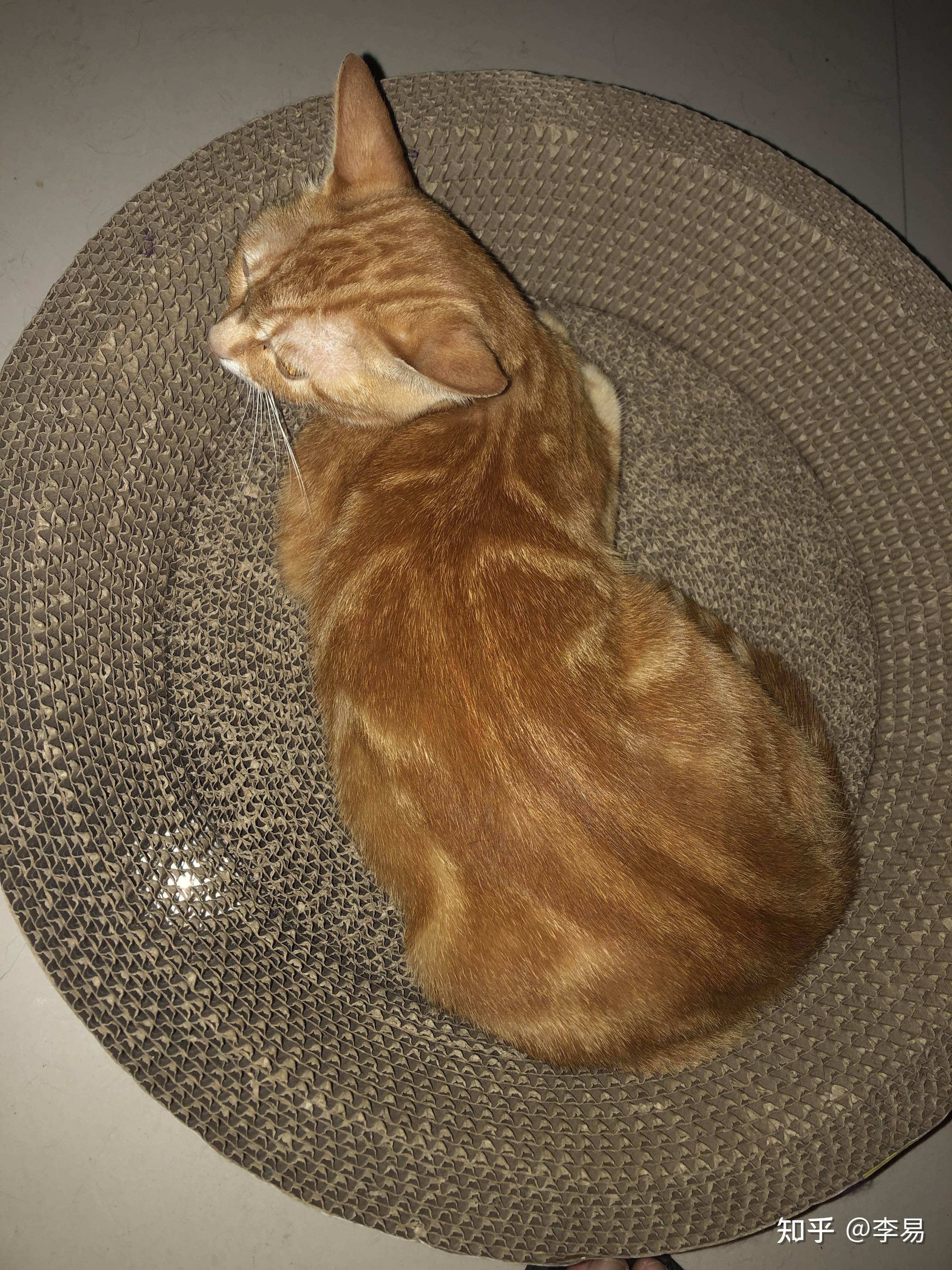 这是美短红虎斑嘛花纹感觉不一般和同窝妹妹参加了ice猫展裁判和猫店