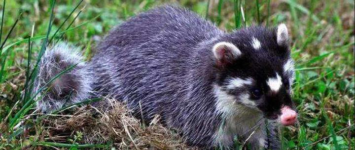 神奇物种——鼬獾