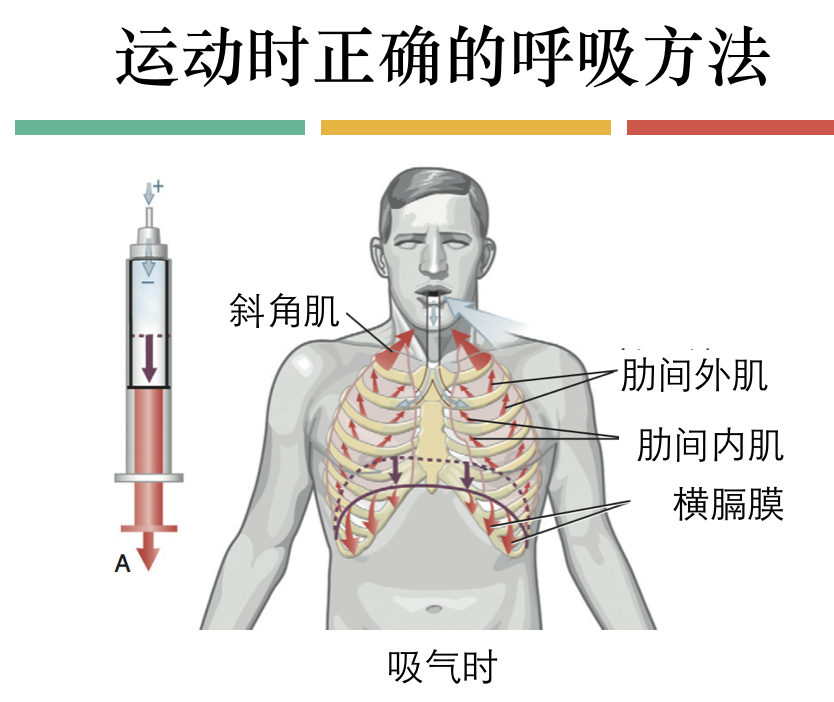 每天呼吸两万次 却没人懂的正确呼吸方式 知乎