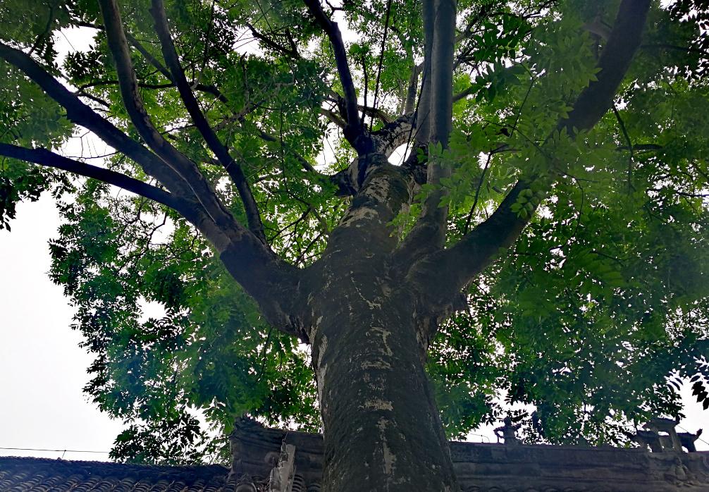 v2-507a828fbe01bf115ddb969af23a18db_1440w.jpg?source=172ae18b