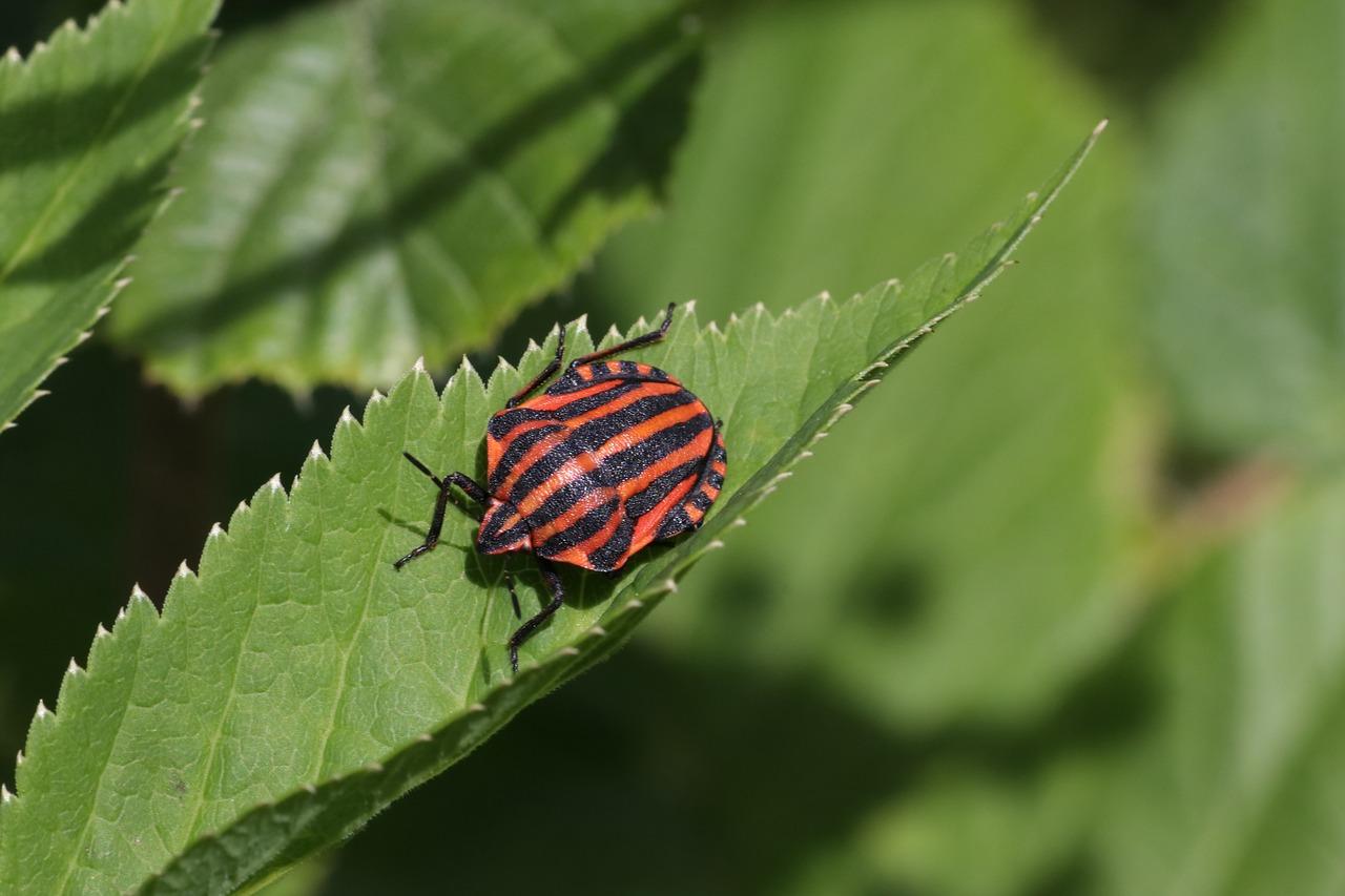 4. 专业灭虫服务