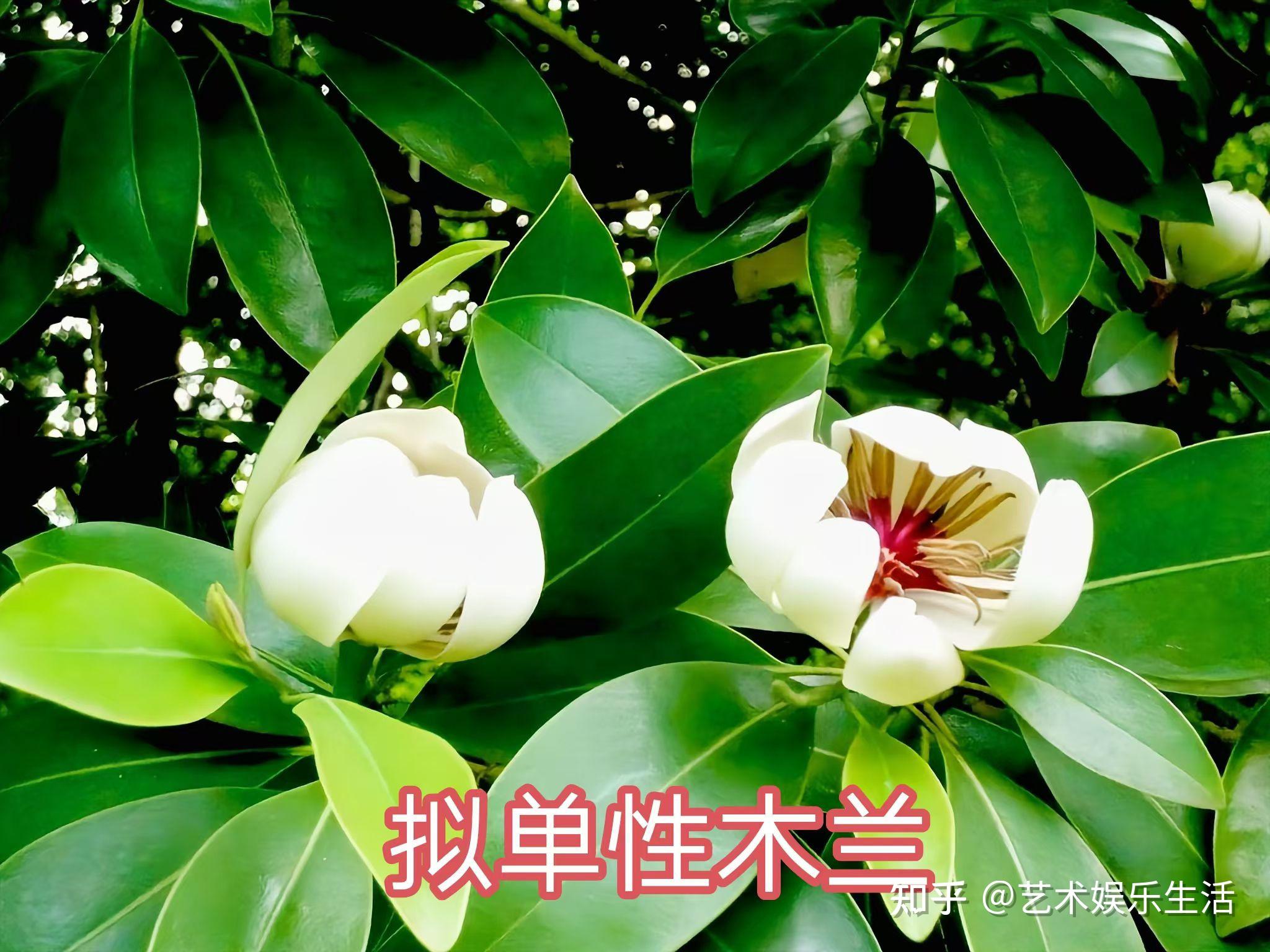 16种木兰科的植物，在我国栽培欣赏2000多年的树种 - 知乎