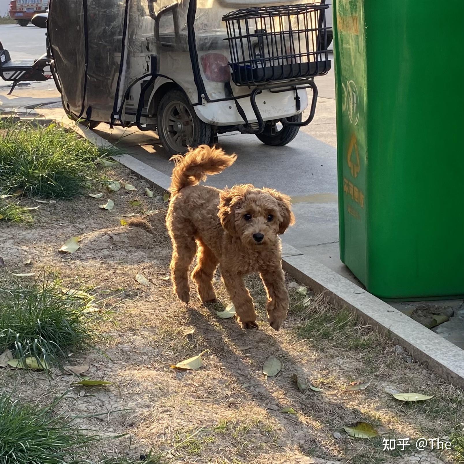 这是泰迪和土狗的串串吗?