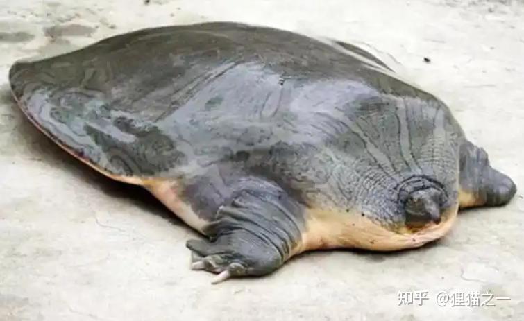 浙江女子看到巨型野生鼋,目测60斤重!近乎灭绝的“水下大熊猫” - 知乎