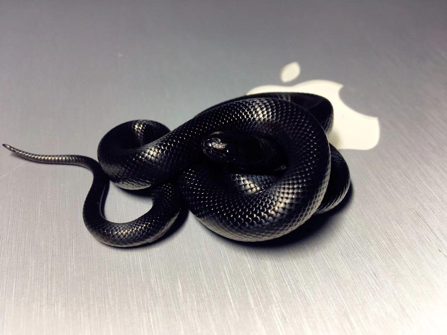 宠物蛇存在是否有能力改变人们对蛇的一些看法? - 知乎