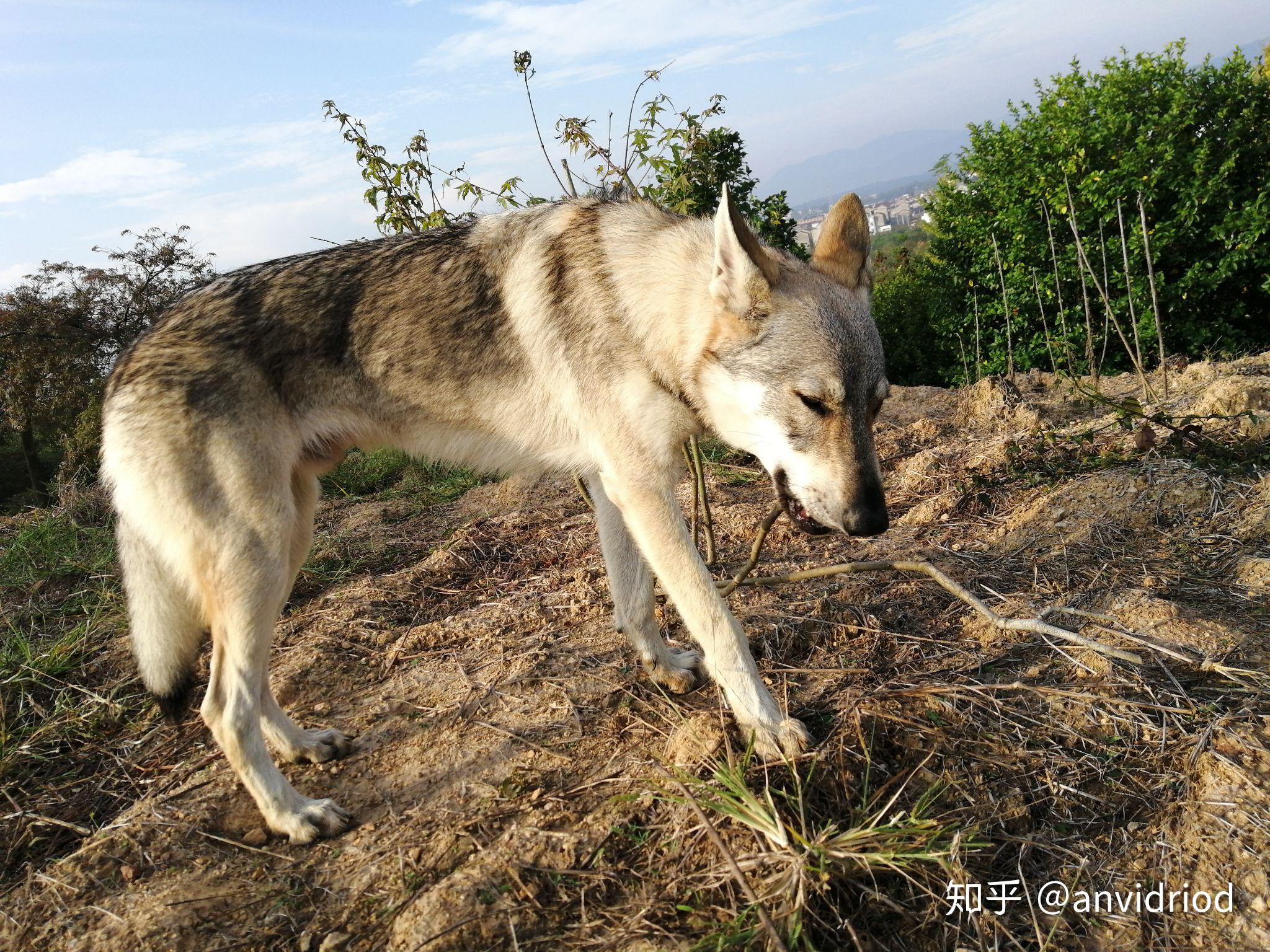 捷克狼犬的价格为什么那么贵? - 知乎