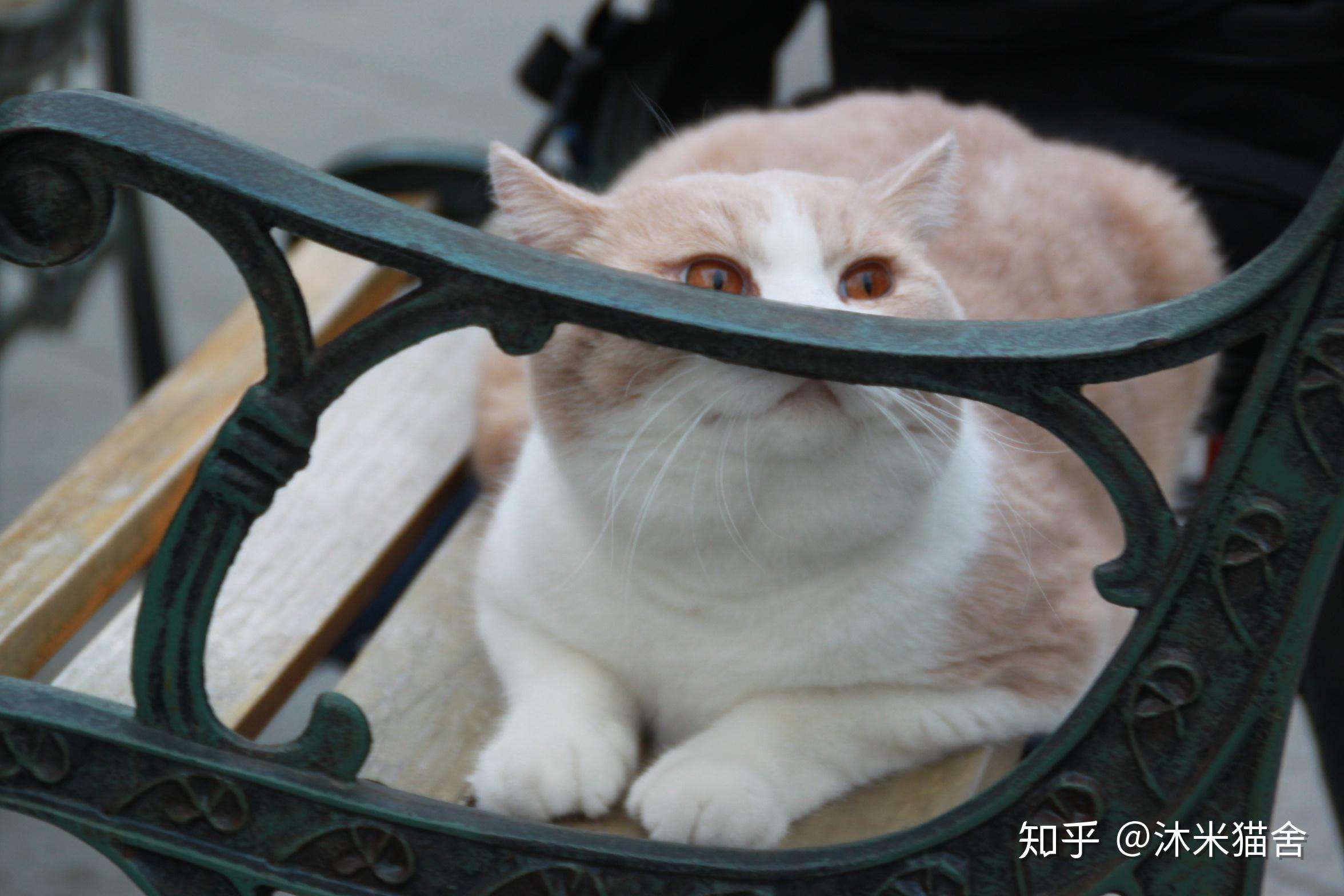 店家说是英短想问一下这个是黄白英短吗