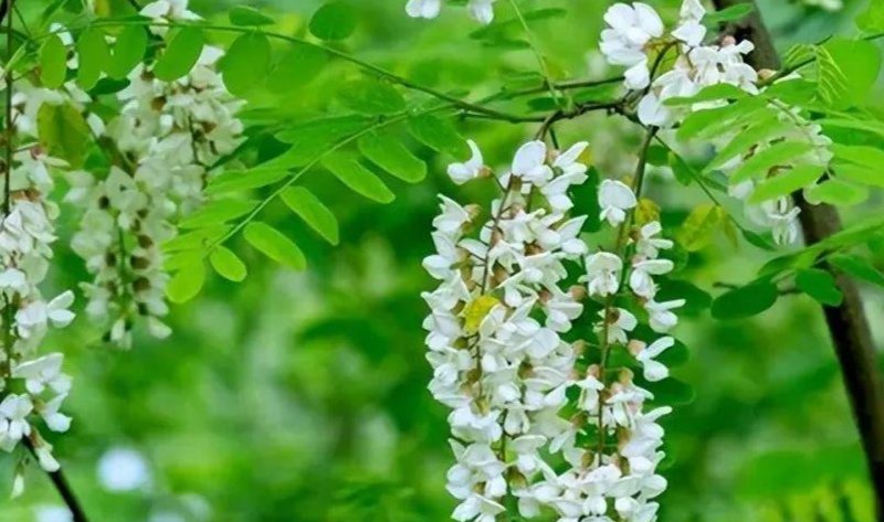 老话说的“四大鬼树”是哪些树,它们为什么被称之为“鬼树”?有何说法 - 知乎