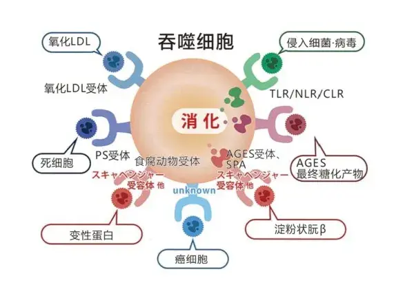 lps脂多糖是什么? dr.lps是什么? - 知乎