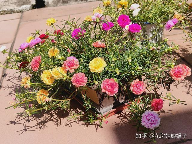 “家养6种花,不富还败家”,原来这些花,都有“不吉利”的一面 - 知乎