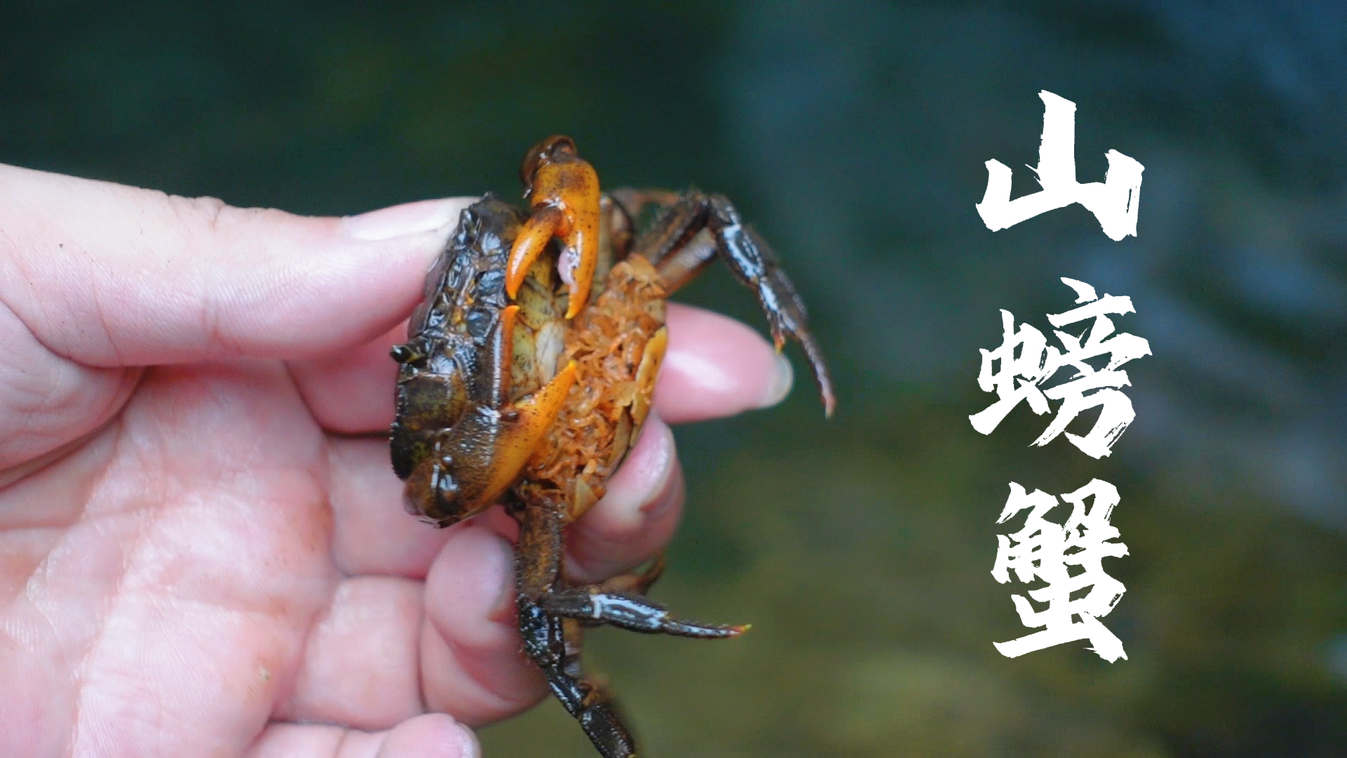 味道一流,想吃还得上山抓 发布于 2023-08-05 15:0399ip属地广东