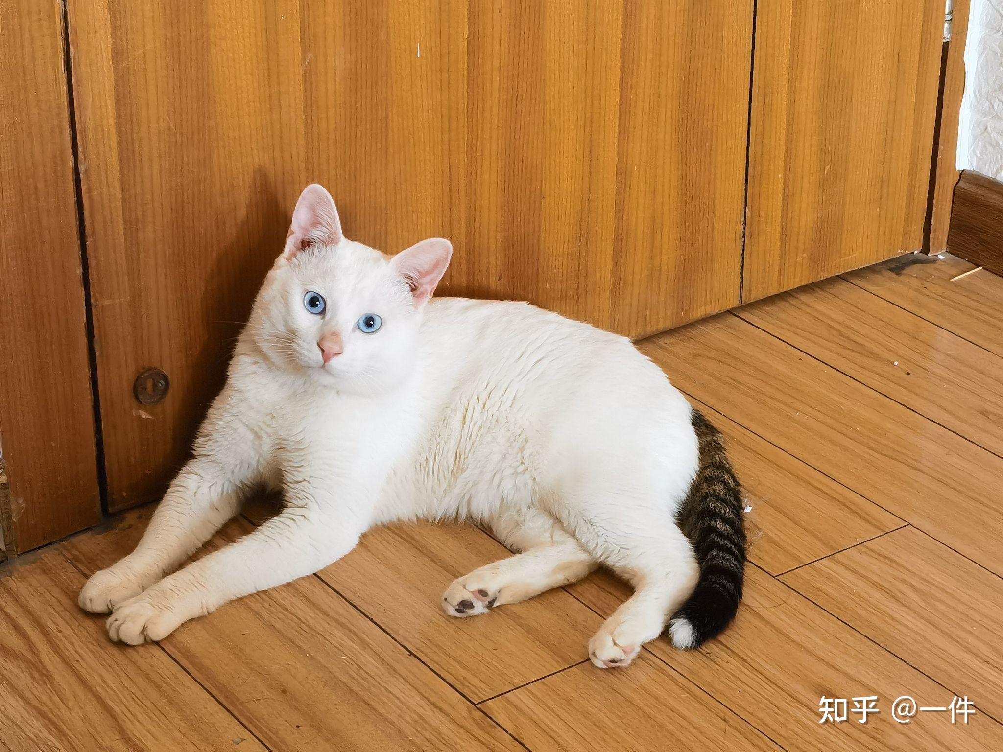如何评价白猫(白色的中华田园猫)的颜值与气质? - 知乎