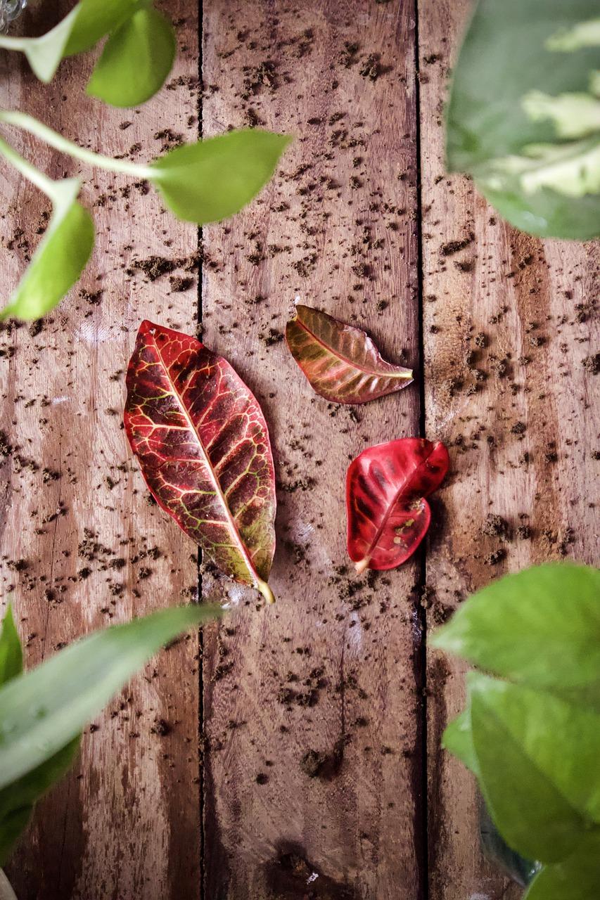 2. 春芋市场售价