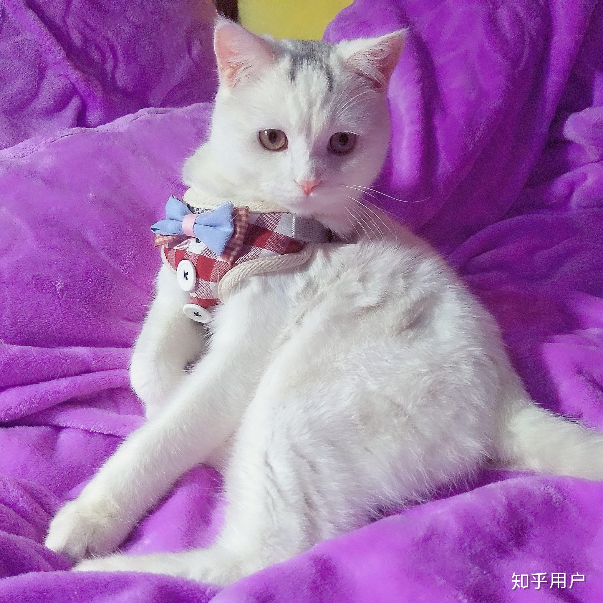 猫应激反应后果有多严重