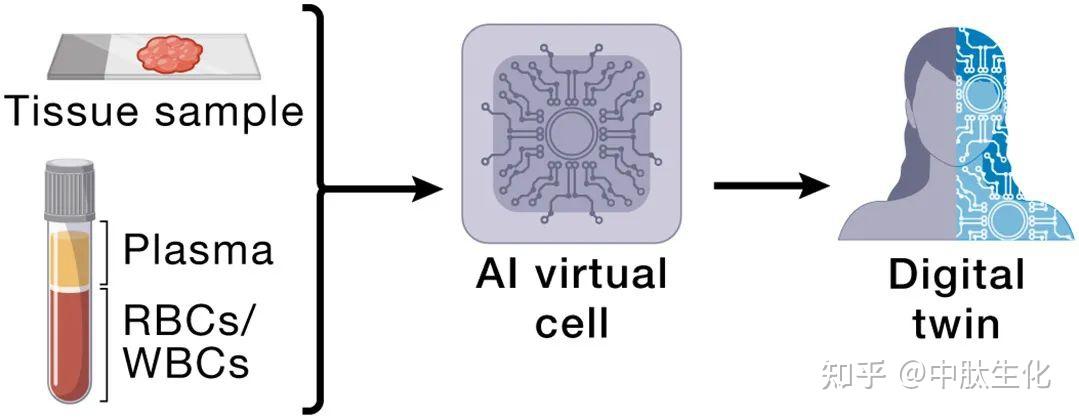Cell:如何利用人工智能构建虚拟细胞? - 知乎