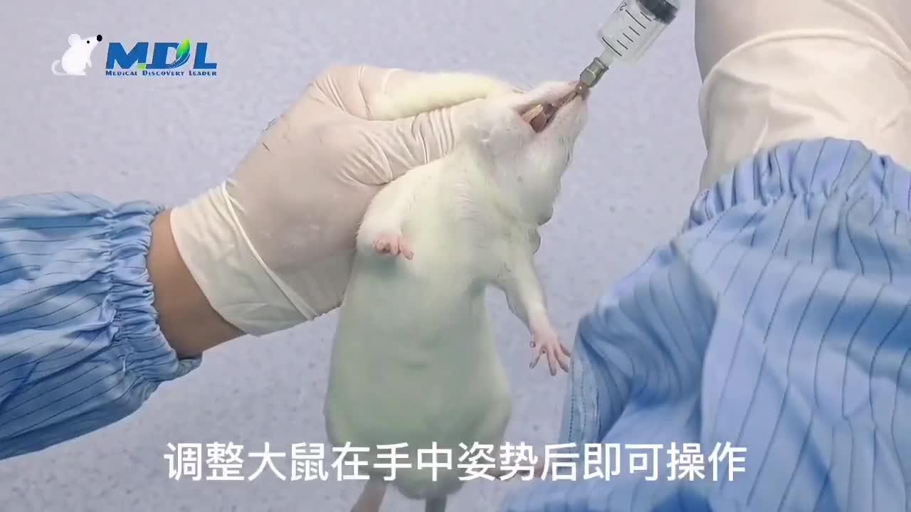 【实验外包】大鼠灌胃步骤 - 知乎