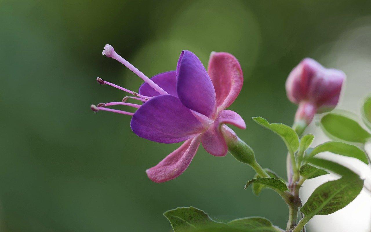 植物养护要点全解析