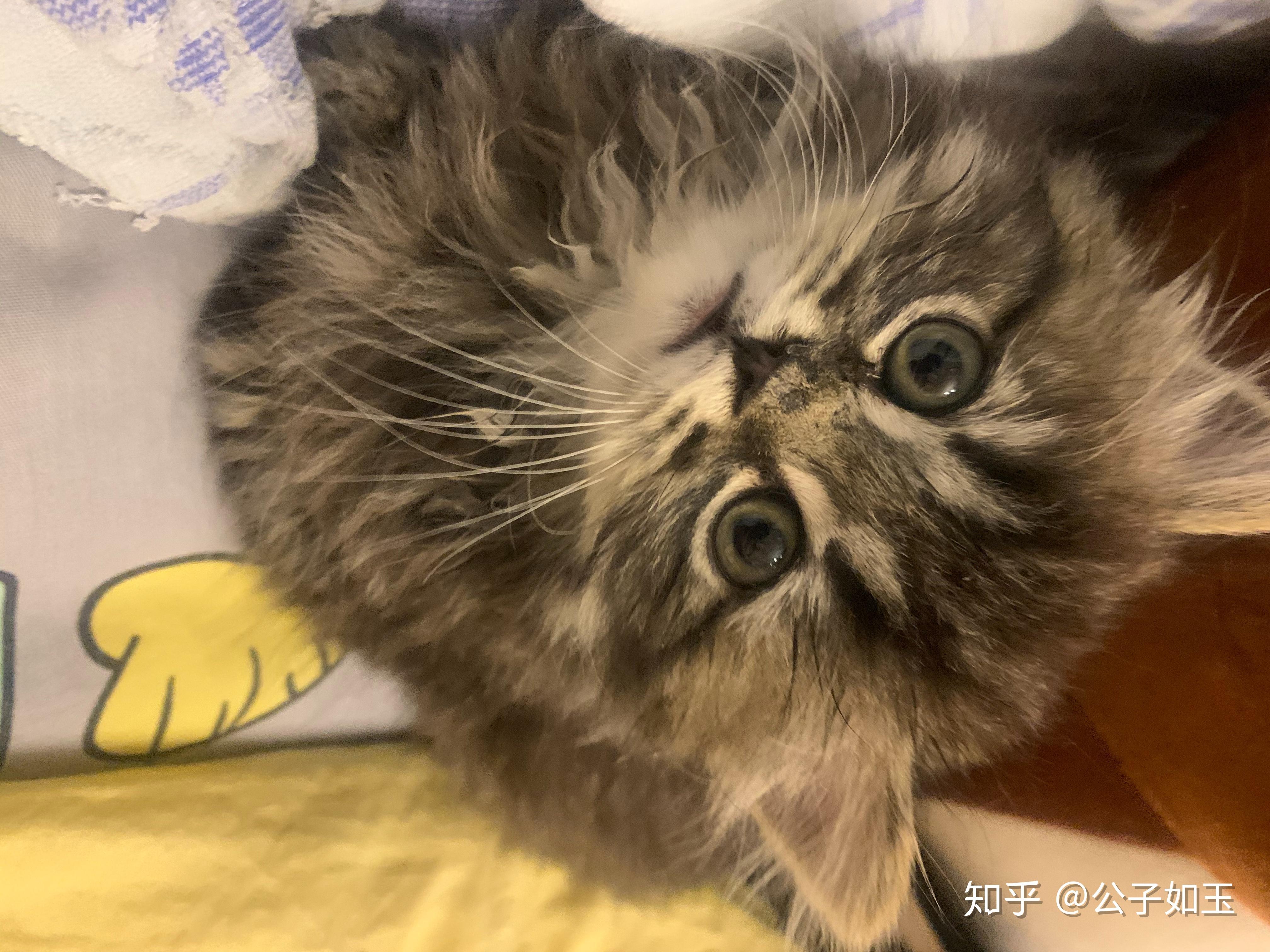 问一下英短蓝猫跟金吉拉配是配出来什么样的猫