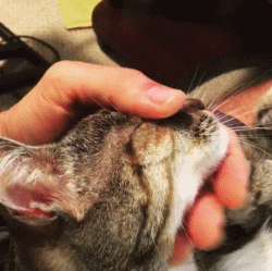 撸猫的正确姿势，猫咪最爽的5个位置和5大绝对禁区！让猫咪欲罢不能的抚摸，撸猫手法七式，了解一下？ - 知乎