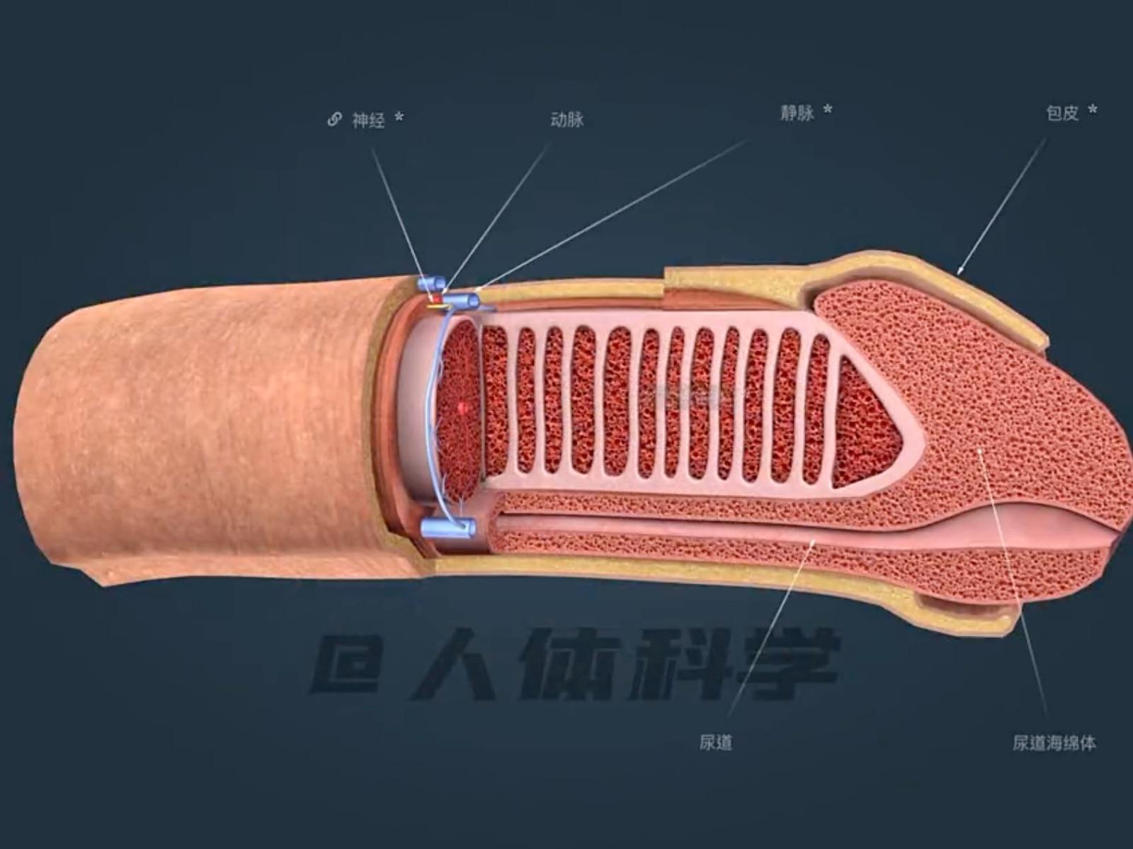 除了生殖器與乳房,女性與男性在生理上結構上還有哪一些不同? - 知乎