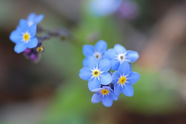 盘点10种蓝色的花 哪种最蓝 你喜欢哪种蓝花儿 知乎