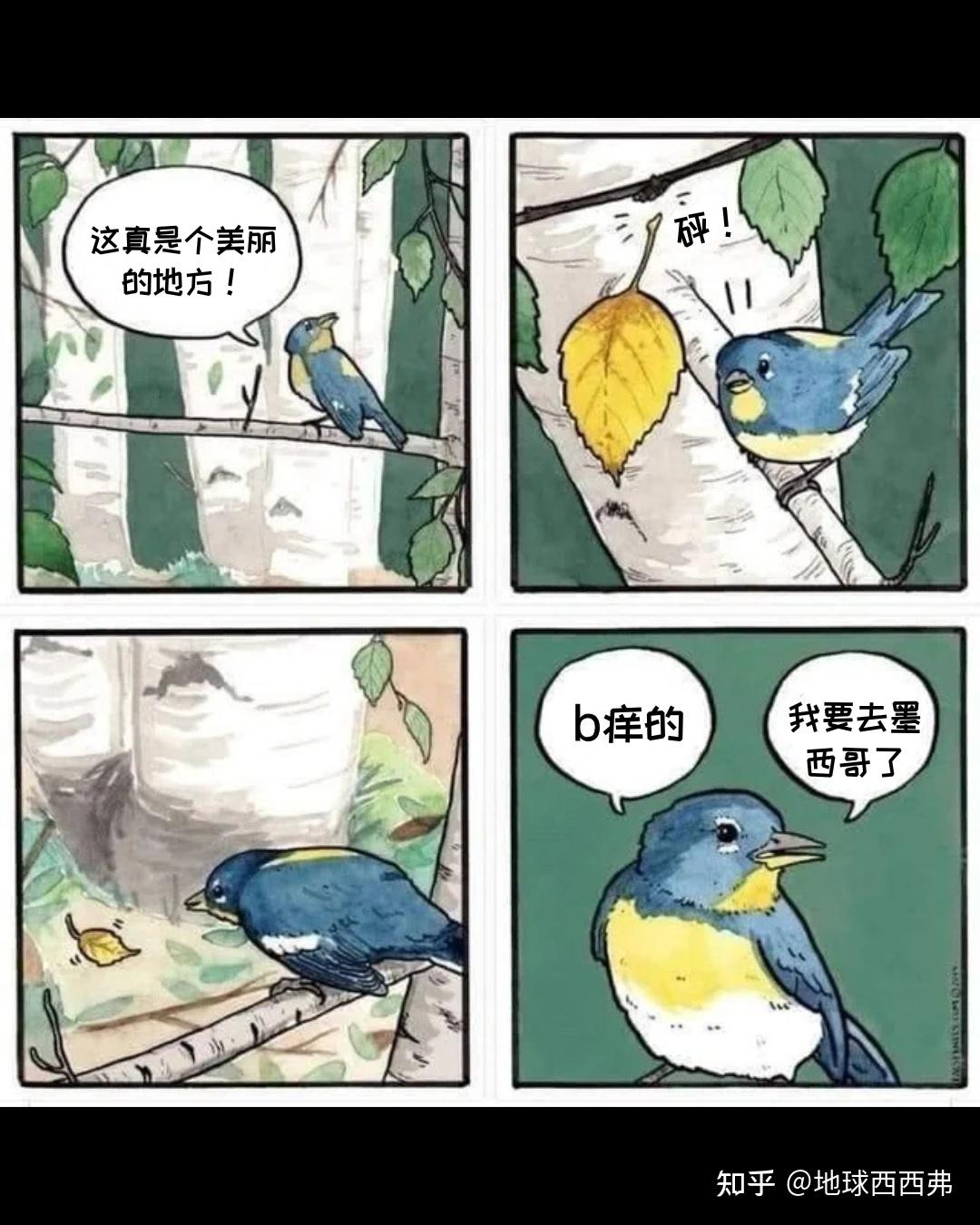 【每日meme】鸟 - 知乎