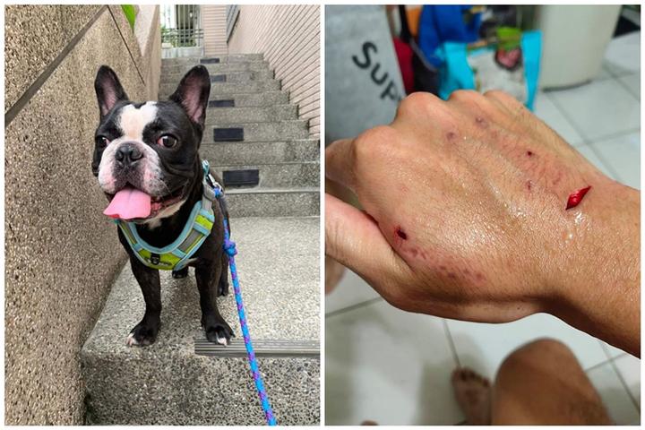 原主人过世!这只可爱斗牛犬因为爱叫和咬人,被第3次送人?