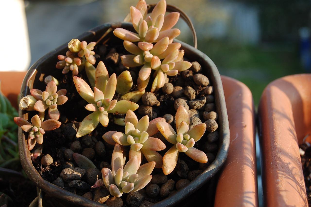 熊童子夏季怎么养