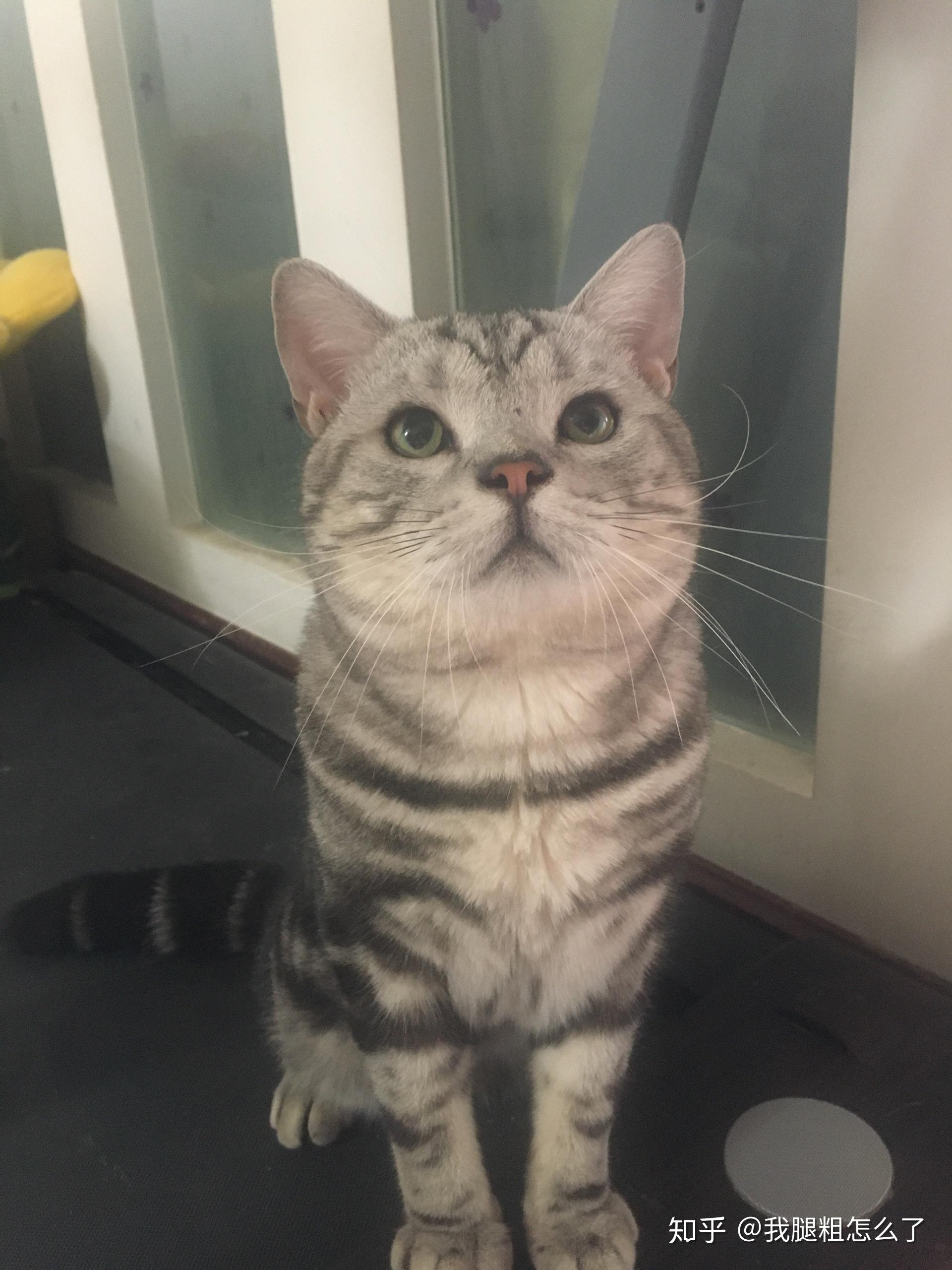 发过情的美短还会发腮么? - 知乎