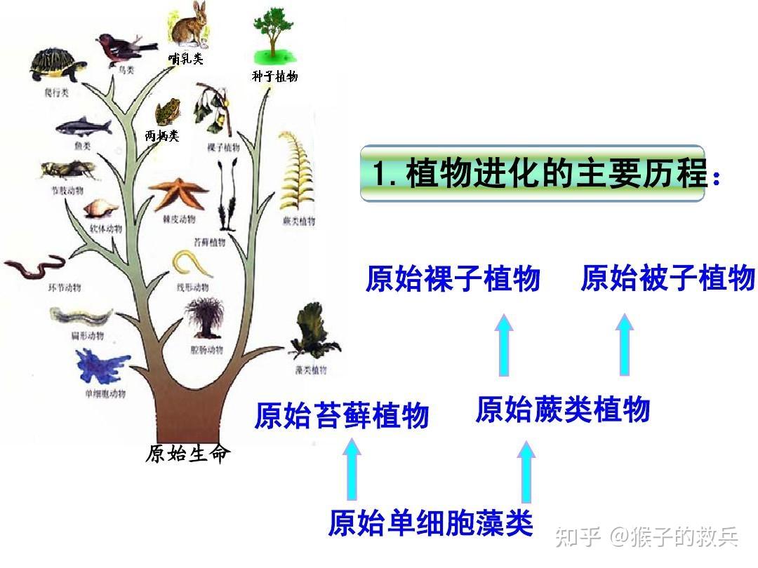 生命起源的过程示意图图片