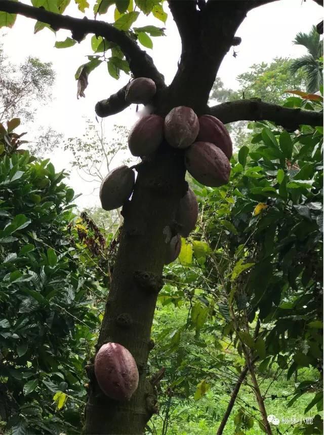 能品味到的可可和它的颜色一样多 ......（随手记录） - 知乎