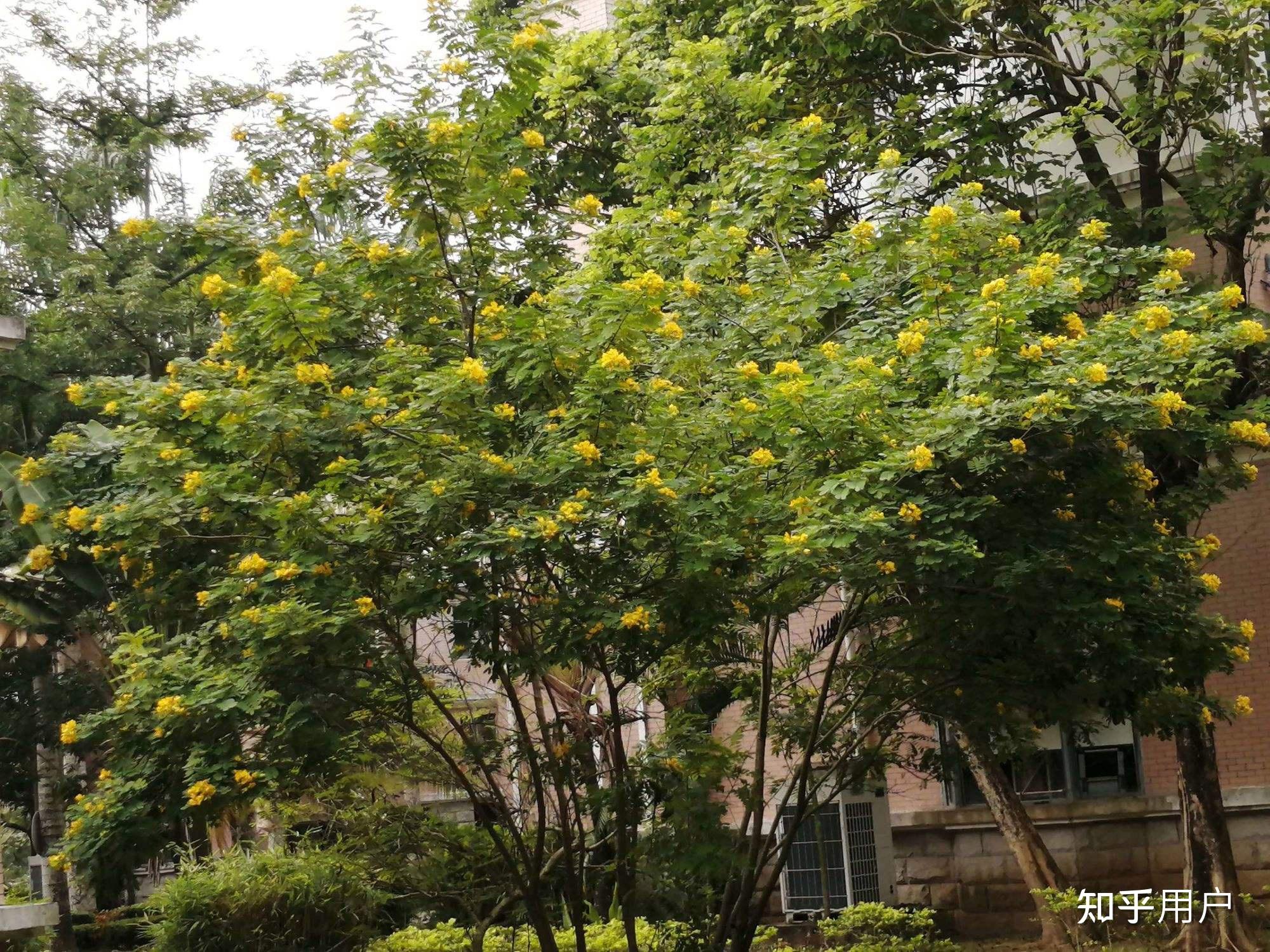 南方庭院适合种植的植物有哪些? - 知乎