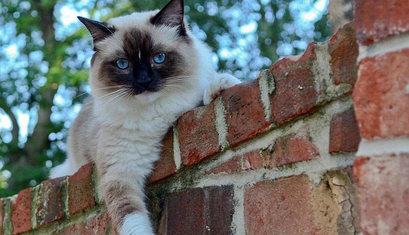 细心点,体外驱虫差点害死猫- 知乎
