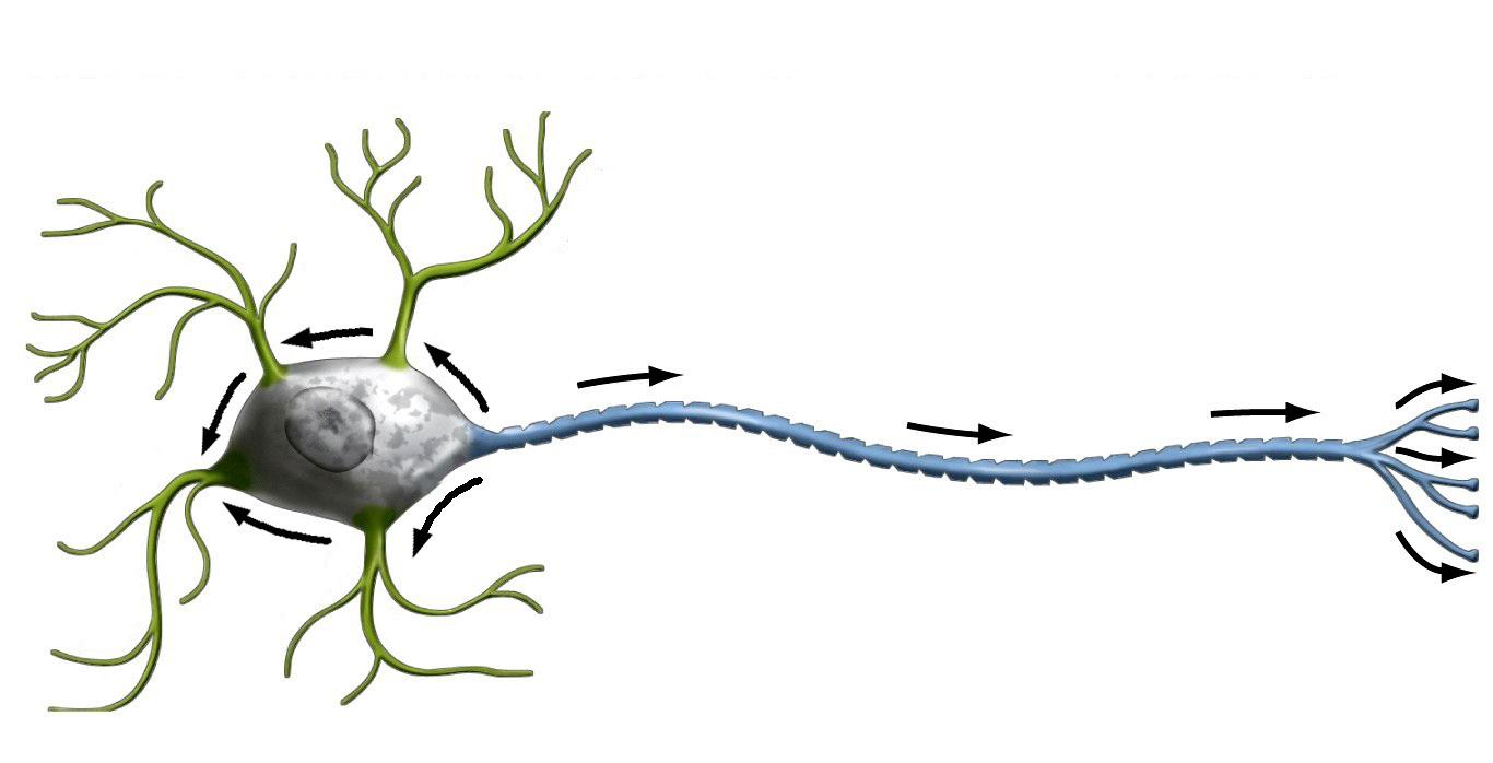兴奋既然能双向传播为什么神经冲动的传播却是单向的双向传播有什么