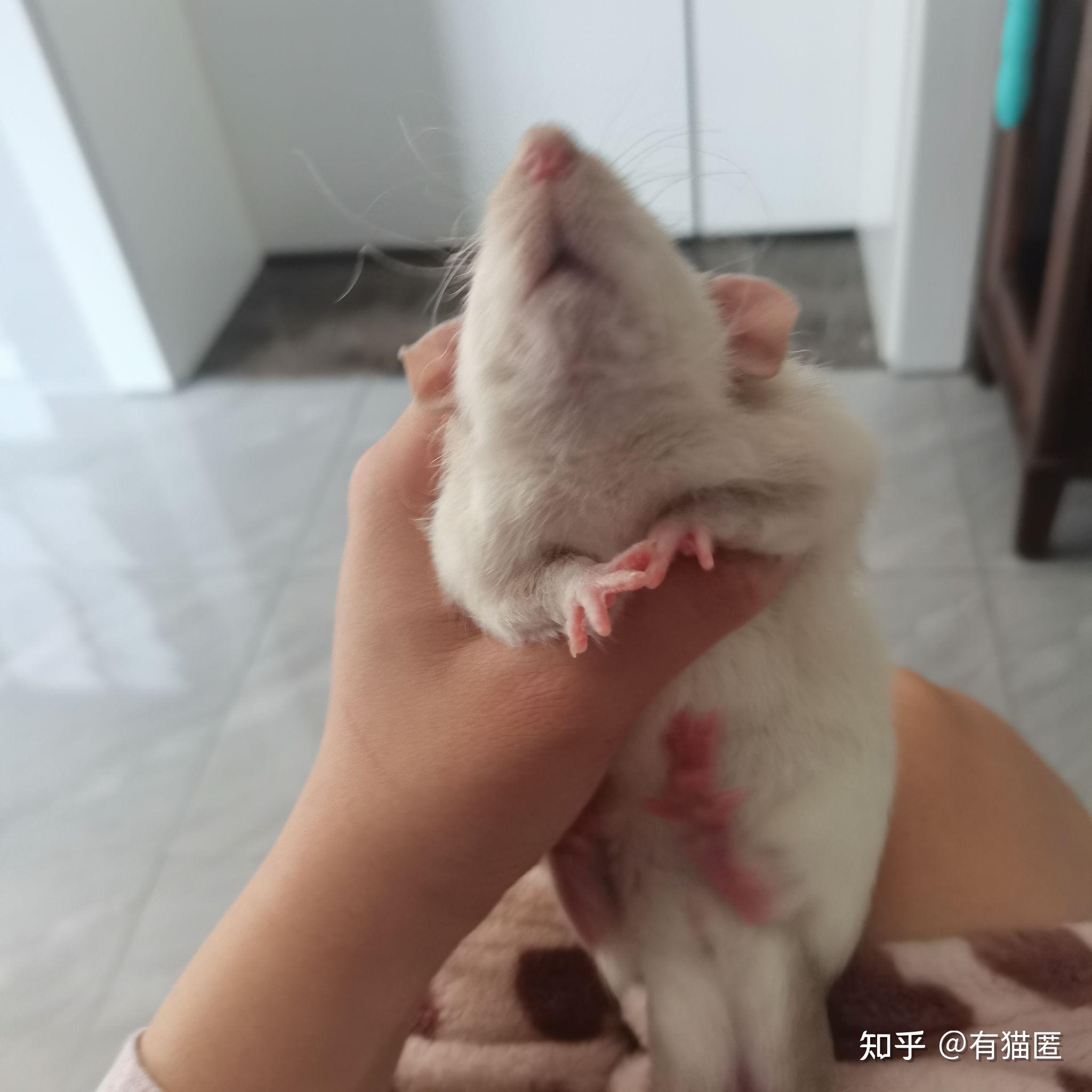 花枝鼠蛋蛋是不是很大