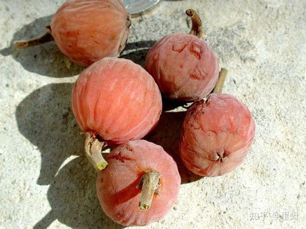 埃及有什么特色水果?