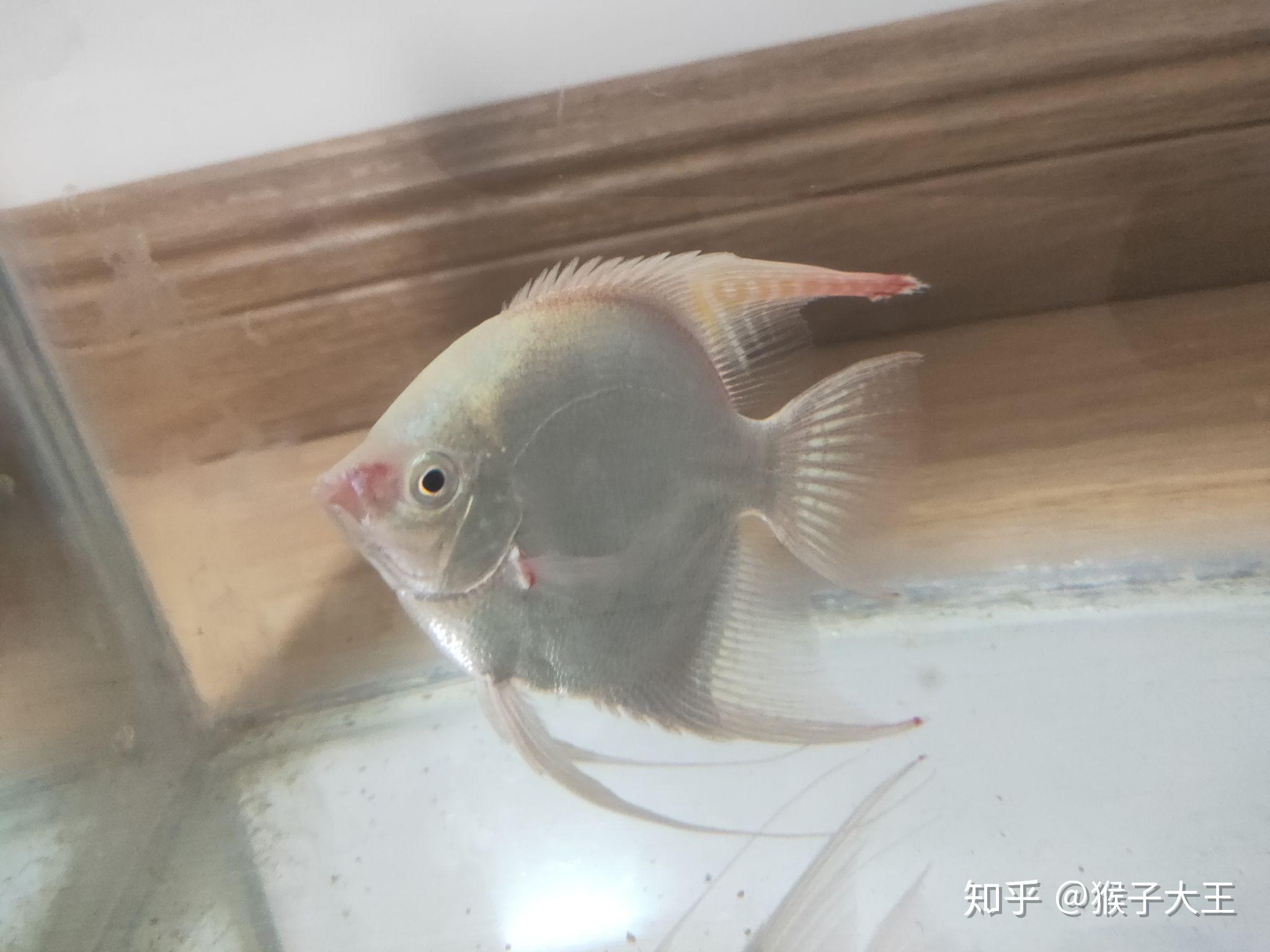 各位大神请问我家燕鱼是咋啦为鼻子发红鱼鳍也发红不舒展求各位大神救
