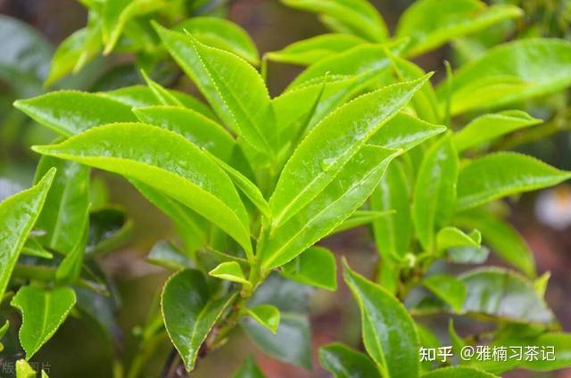 茶分四季,春茶、夏茶、秋茶,不同季节的普洱茶口感有什么区别?