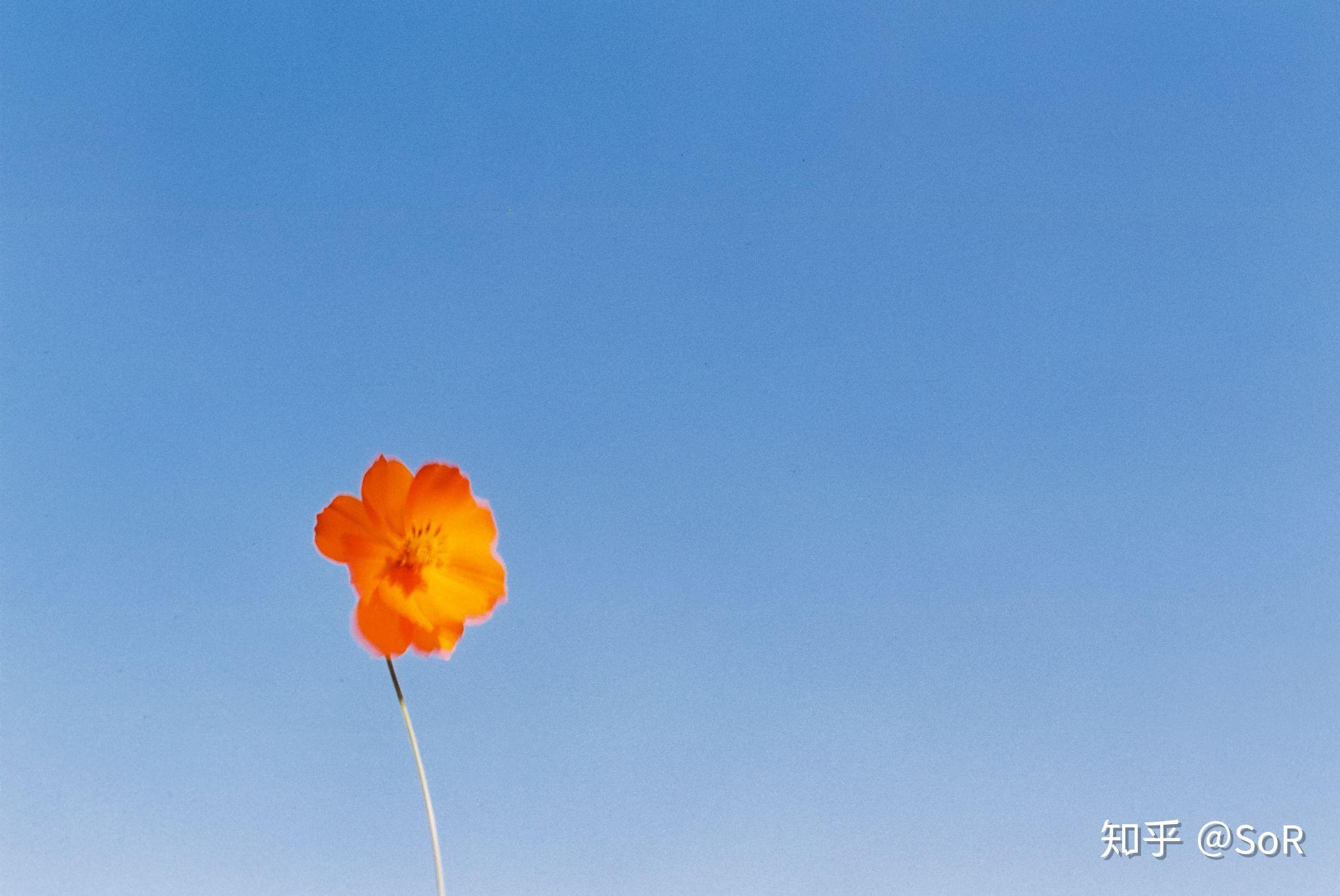 NIKON鏡頭收購