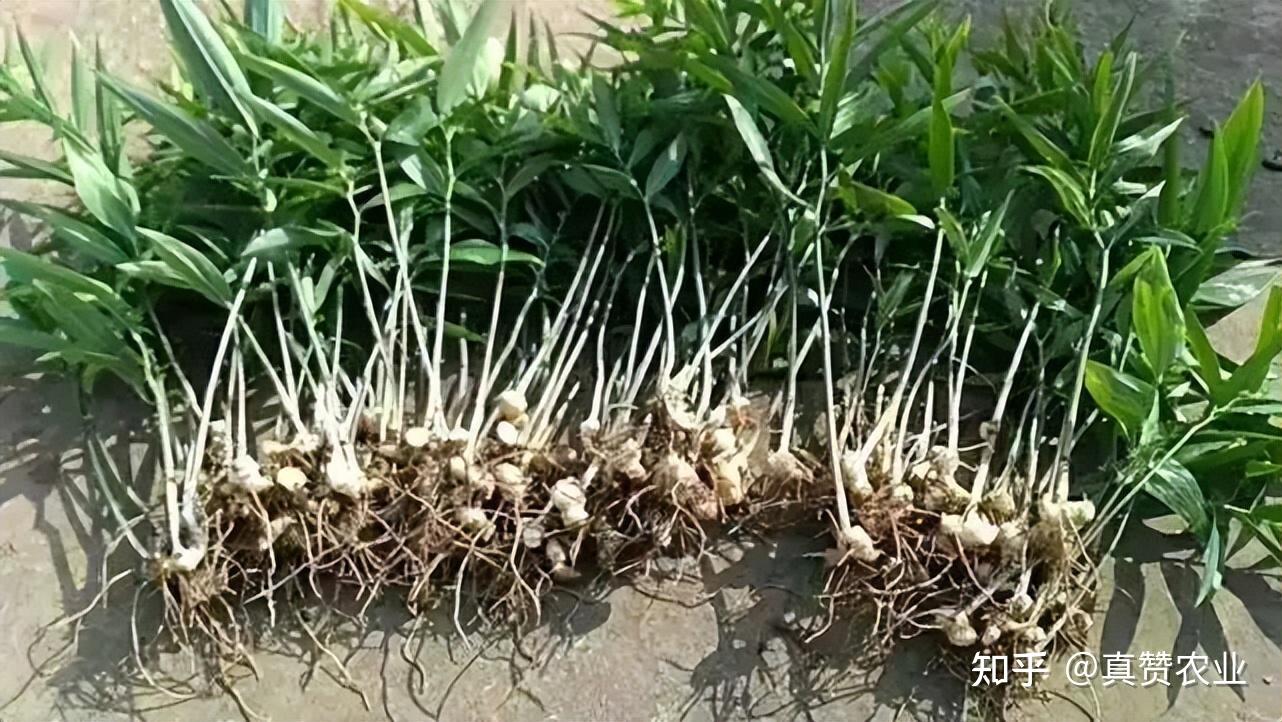 黄精种植如何防治根腐病?黄精根腐病爆发用什么效果好! - 知乎