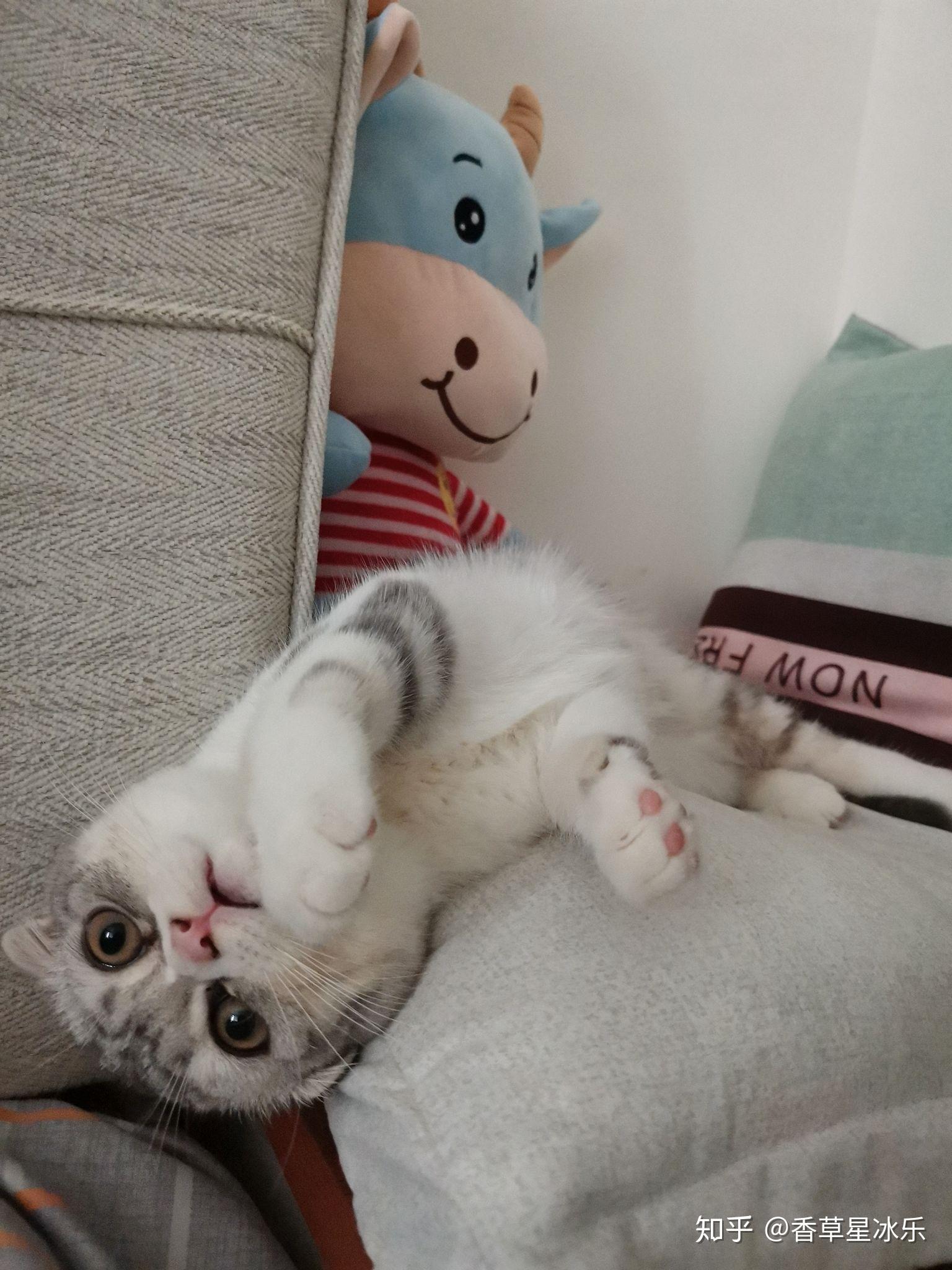 蓝白妈妈跟银渐层爸爸配出来的小猫咪会是什么花色求解