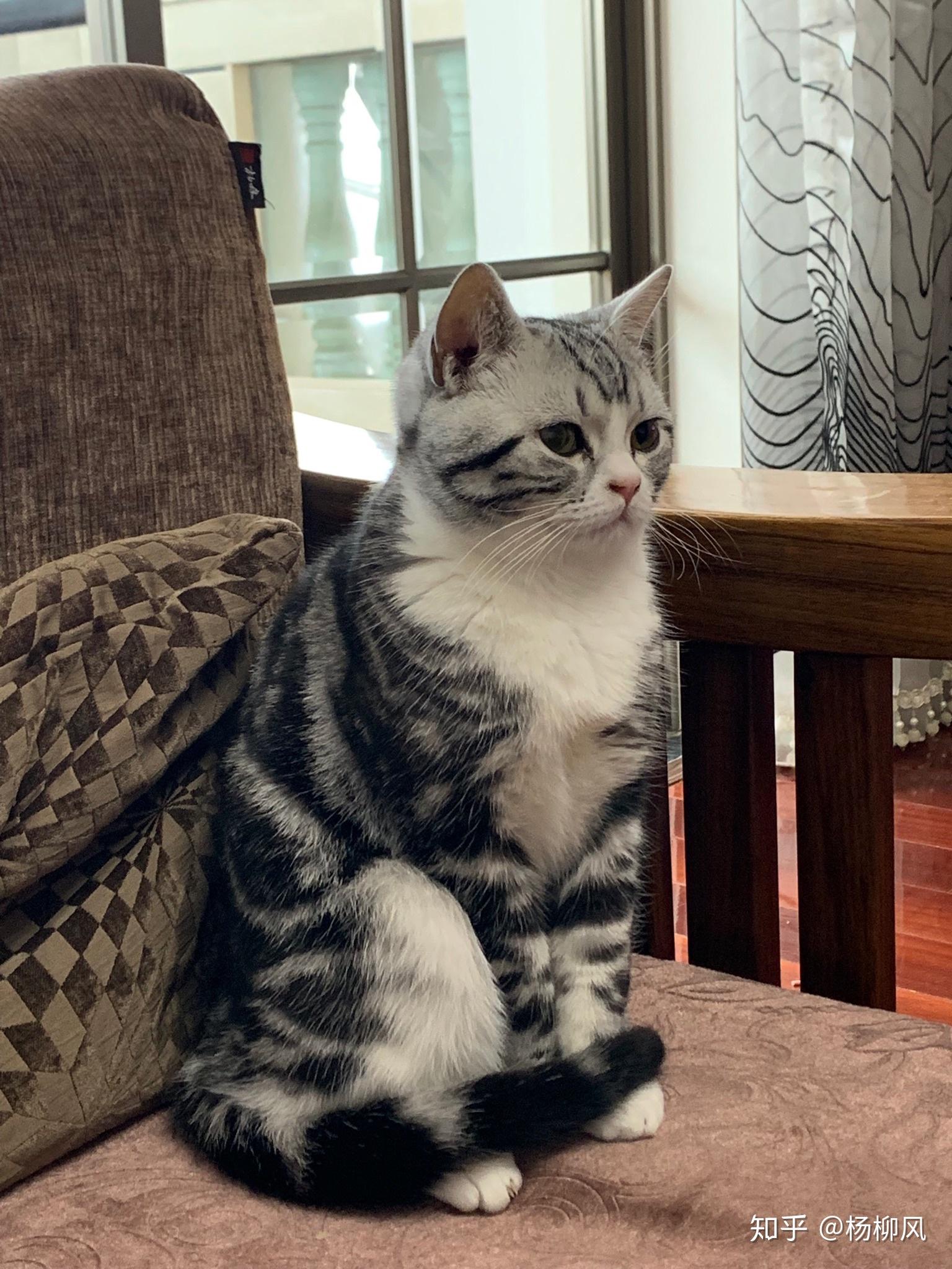 猫在家里找不到了怎么办?