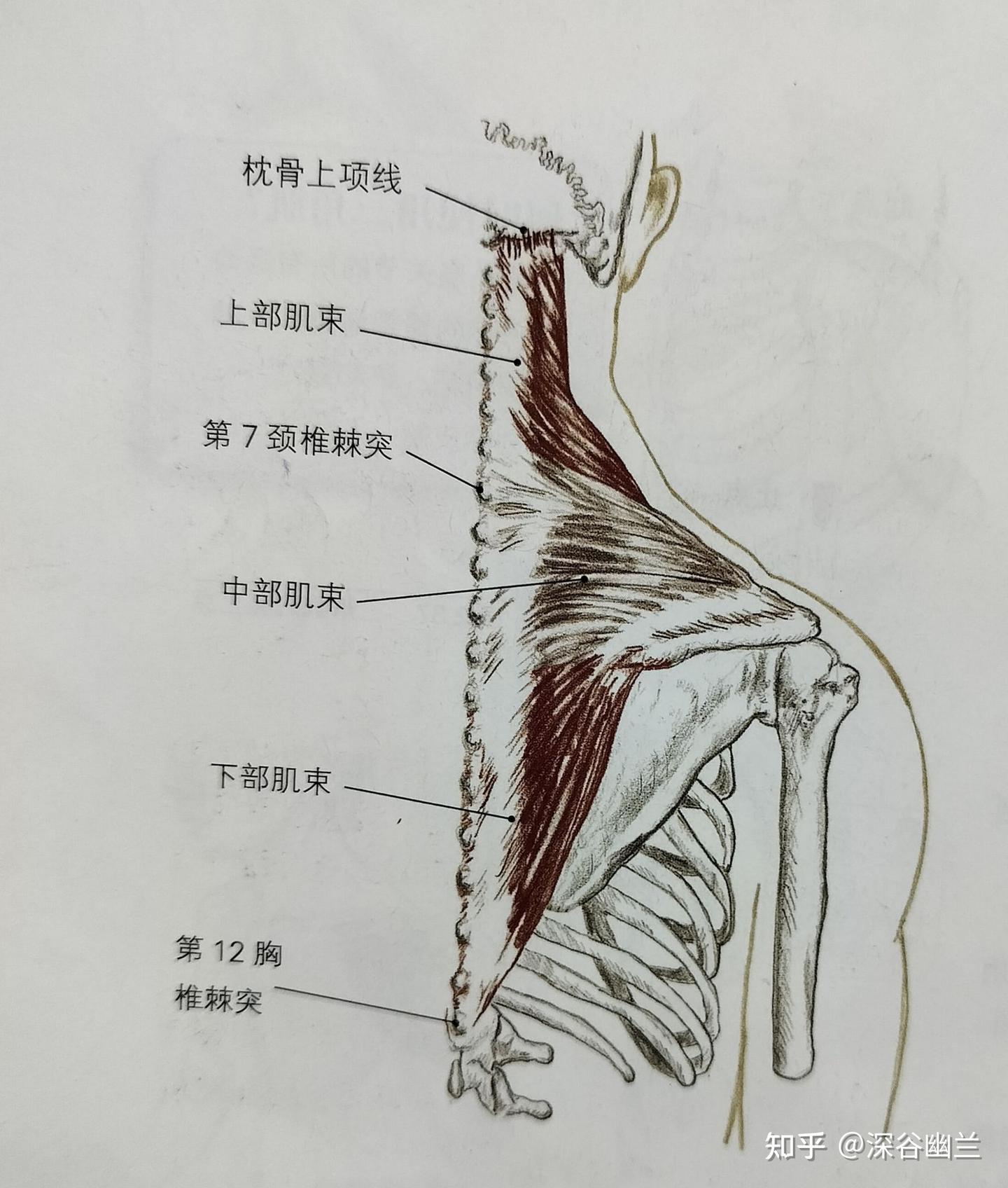 通过解剖巨骨穴处查病因 - 知乎