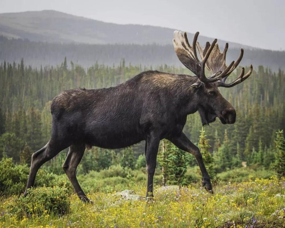 在哪里能看到驼鹿