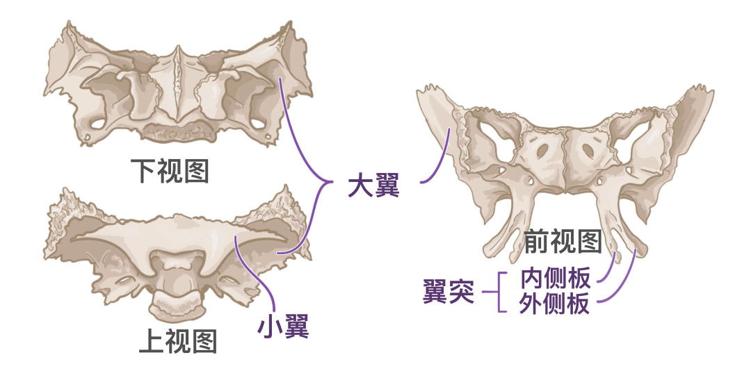 人体解剖学基础:颅底 - 知乎