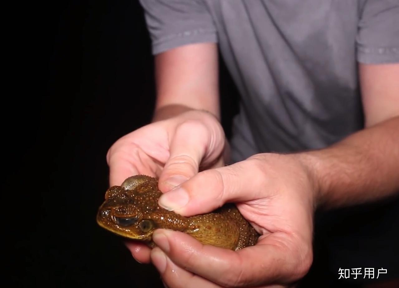 如何評價信誓蛋蛋澳洲求生第八集淡水釣鯊魚的真實性? - 知乎