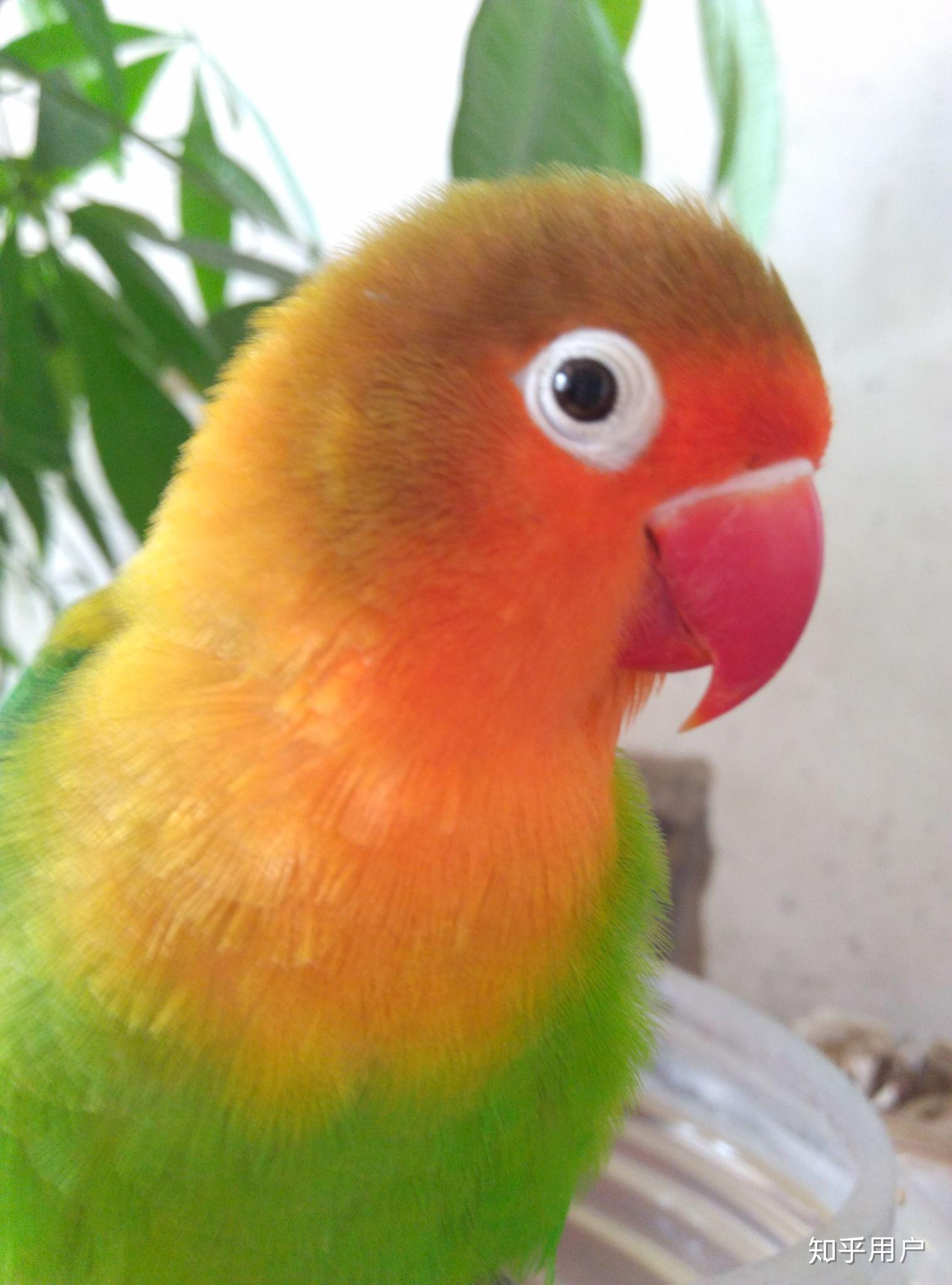 大家有养过牡丹鹦鹉的嘛?都喜欢哪种品种呢?