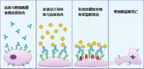 一文读懂抗体:结构、分类与ADCC/ ADCP/ CDC机制 - 知乎