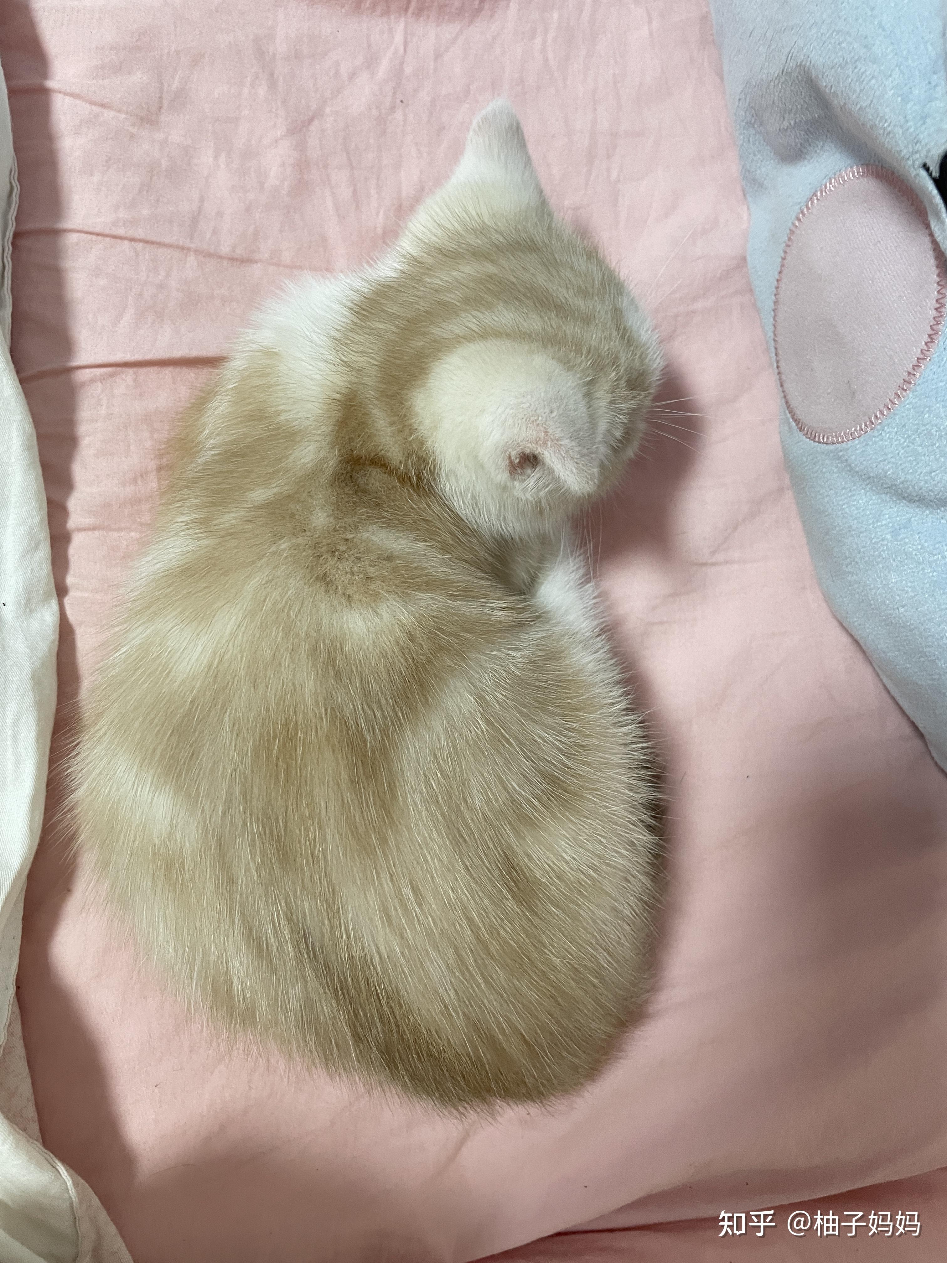 淡黄色美短是怎么回事